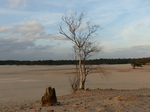 FZ025024 Birch tree in sand dunes.jpg